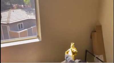 Live action mirage