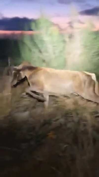 The Second Deer, oh dear !!