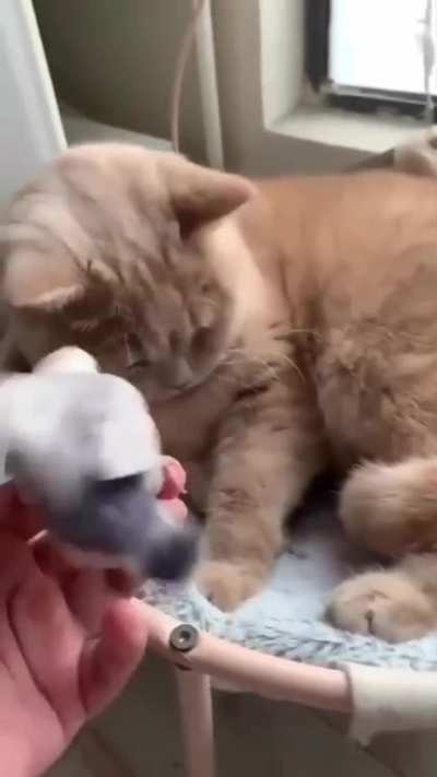 Playing with a sleepy cat.