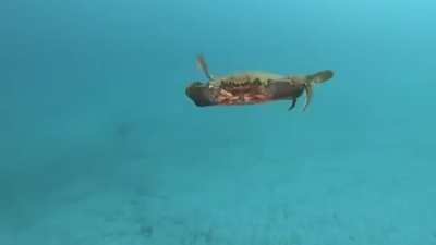 Crab wakes up and decides to become an attack helicopter