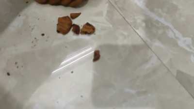 Found out my cookies were infested with fire ants while eating the second one when the ants started to bite hard on my toungue. Threw up instantly and now i have two huge ball like blisters on my toungue.