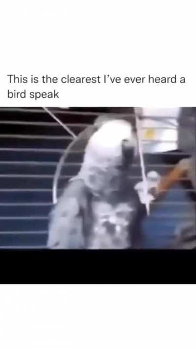 He say stuff