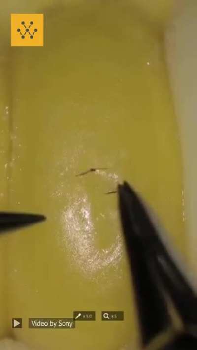 Sony&rsquo;s new surgical robot does microsurgery on a kernel of corn. 