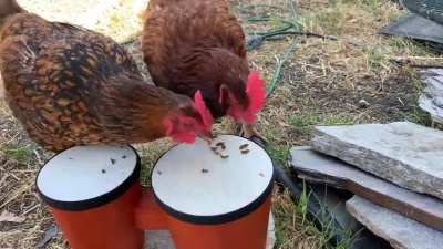 Chickens + grubs + bongos. You&rsquo;re welcome.