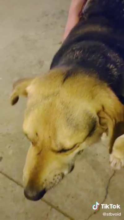 Fat dog