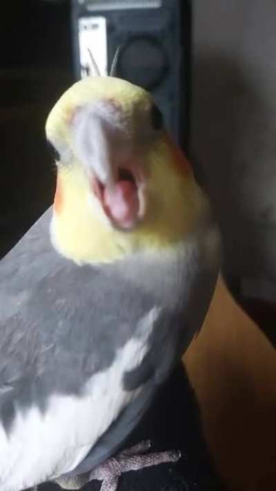 My bird attacked me in slow motion....