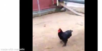 Cursed_Chicken