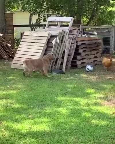 At least someone is having fun during quarentine