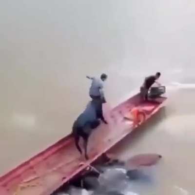 First Snakes On A Plane, now Bulls On A Boat!