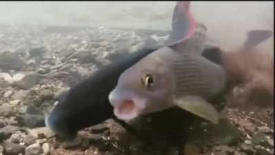 fish do be screaming tho