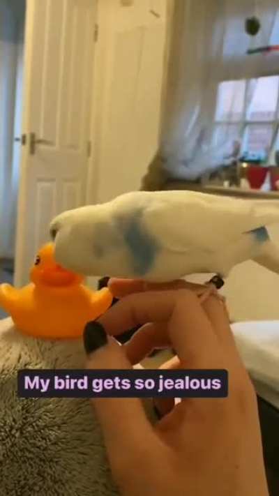 bye bye birdie
