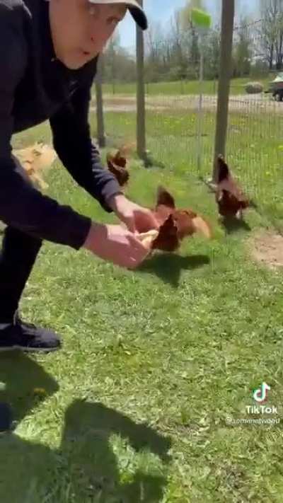 Arm the birds 💪