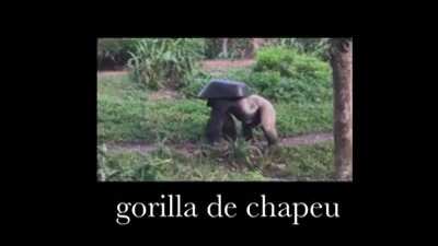 Gorila com estilo