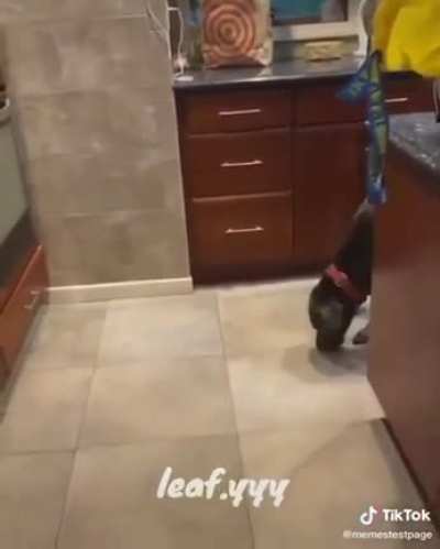 O C&Atilde;O POR TRAS DO RUIM (esse meme foi pego aki do reddit vou botar o nick do cara ser eu achar blz?)