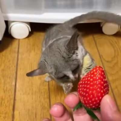 "There's fruit in the kitchen" --tripsitter