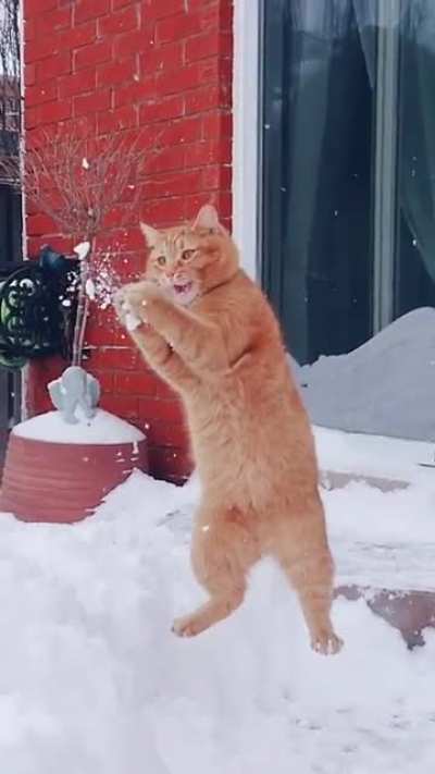 Кот и снег слоумо
