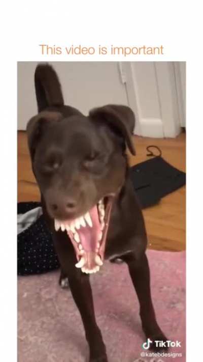 🎵🎵 