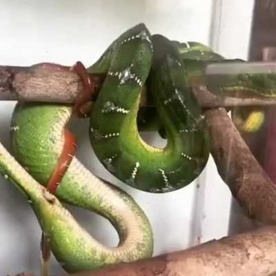 I thought all Snakes layed Eggs