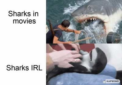 Sharks are awesome