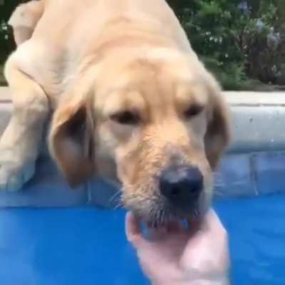 Don&rsquo;t stop petting me!