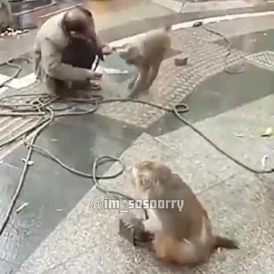 Normal day at the zoo