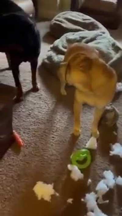 I just wonder which dog did it&hellip; 😂