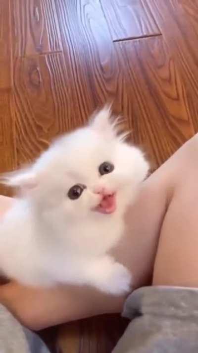 Fluff ball of a kitty demanding attention.