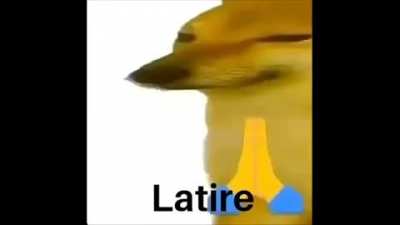 Dorime