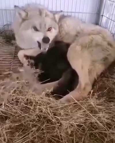 WCGW not respecting personal space of a wolf mother