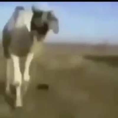 camel 2077 سهس