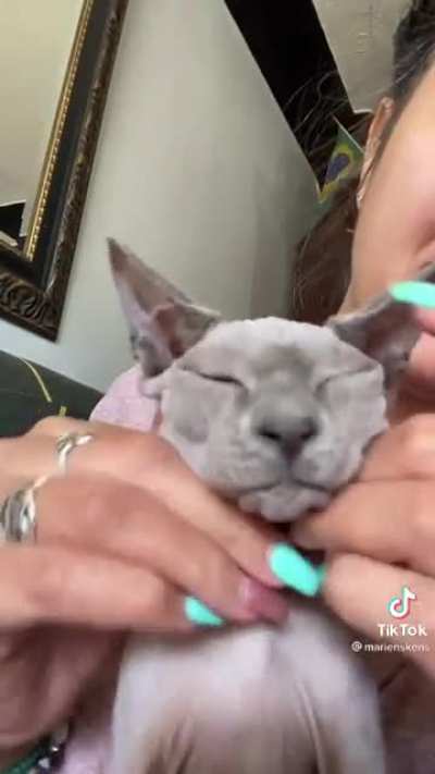 Cat seeing the entire universe.