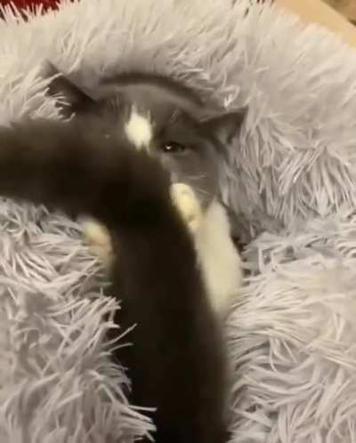 Beautiful cat