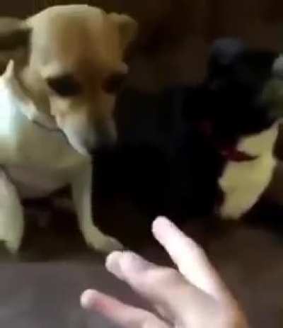 Dio 