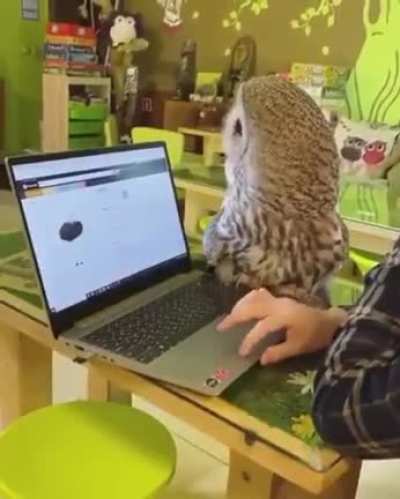 Gatinho dos céus