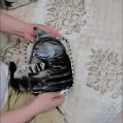 Purrrfect Fit