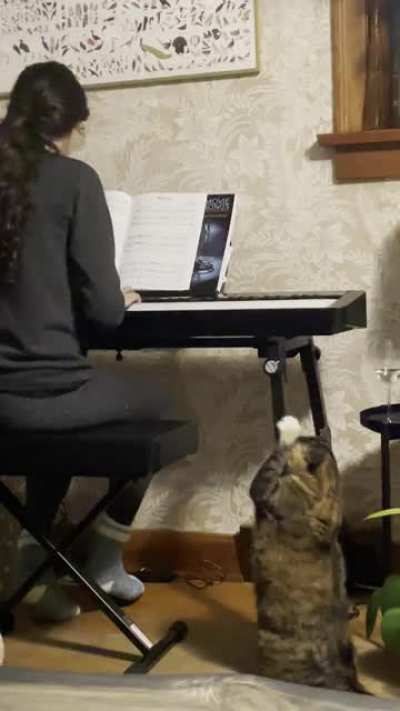 The cat was really feeling my wife&rsquo;s piano music... or maybe trying to conduct it? Lockdown is getting weird.