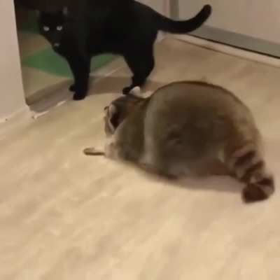 Racoons . manipulative little bastards