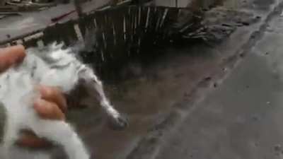 Kitten glad to find human after Semeru Eruption