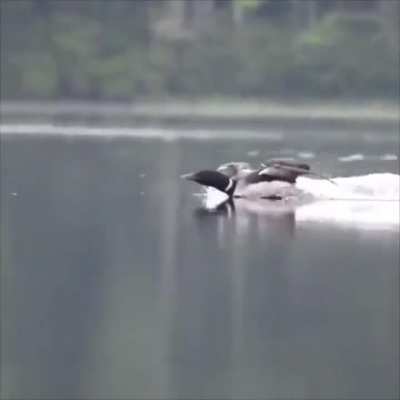 The Landing....🦅