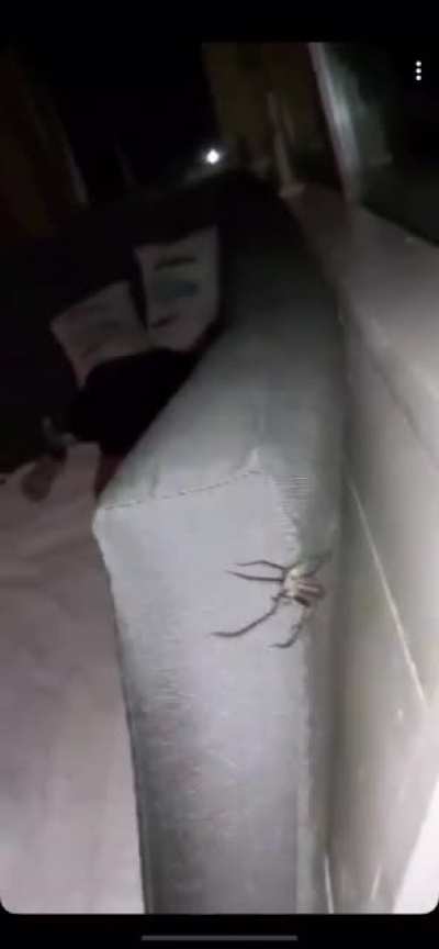 Spider wasn&rsquo;t having any of it