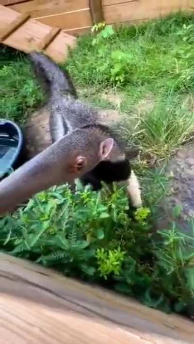 sniff
