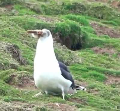 🔥 Unbelievable footage of a black-backed gull swallowing a rabbit hole!