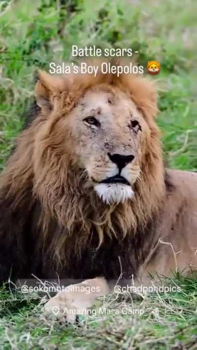 Osapuk Salas boy After a few days missing here&rsquo;s new video for Salas boy osapuk. His facial scratches are healing though added a few fresh scars.