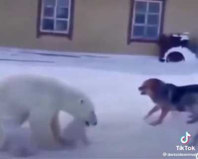 Protective polar bear meets guarding dogs.