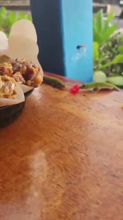 Lizard getting wild 😜
