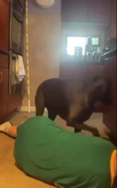 SO THATS WHAT THE DOG IS DOING