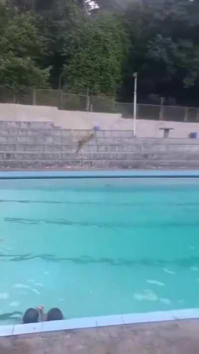 Trying to jump to a pool without trampoline