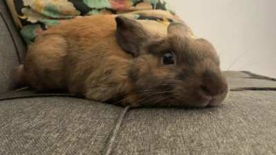 Lex&eacute; the sooty fawn netherland dwarf 🍀