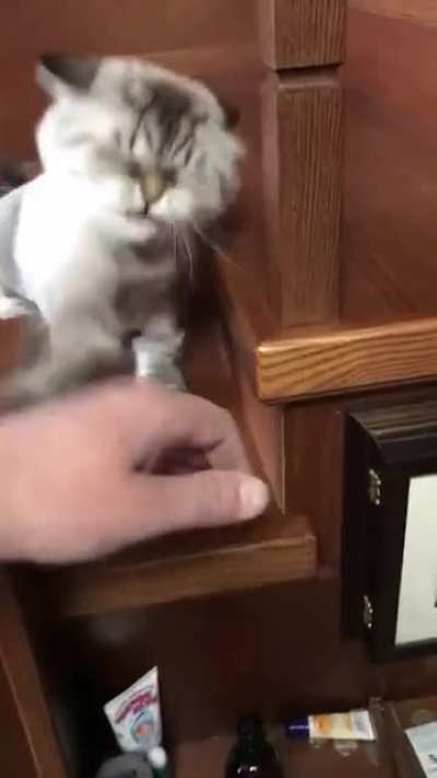 random cats videos