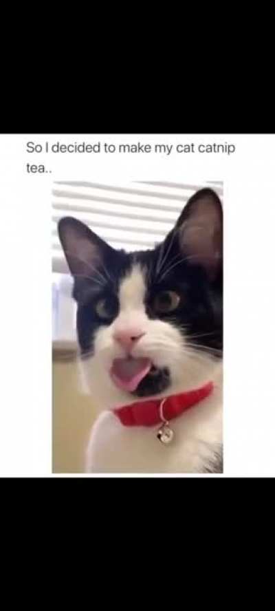Too much Catnip